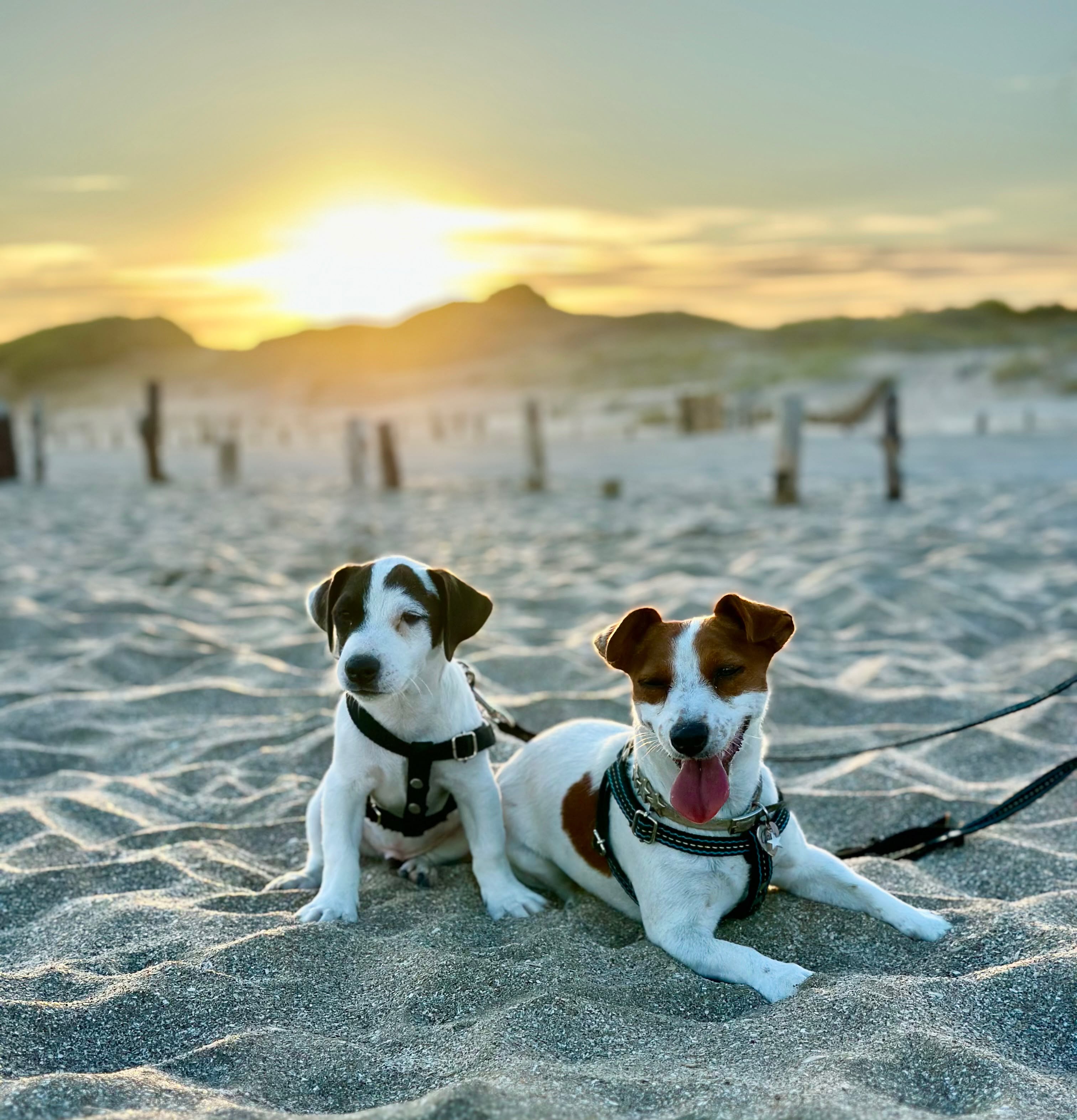 Los perros